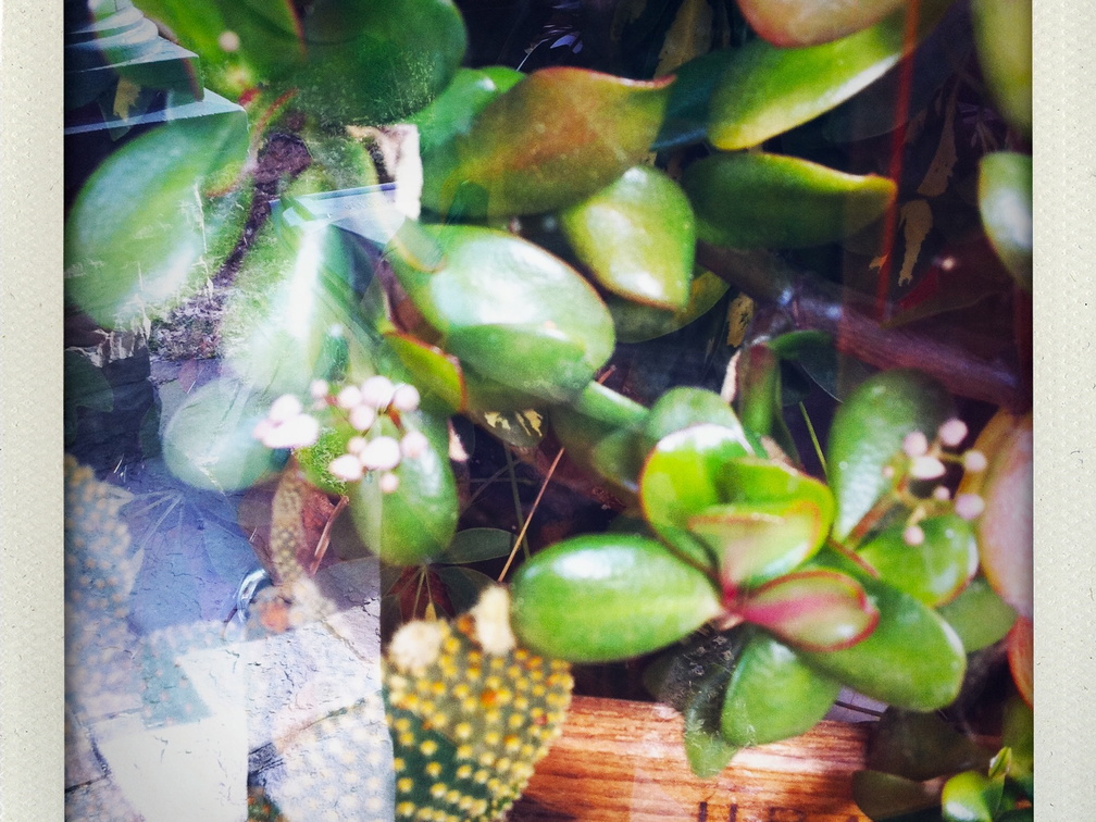 Flowering Jade Plant